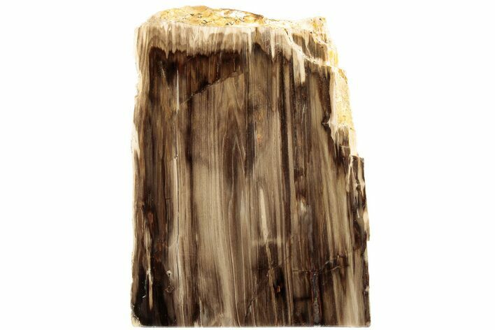 Polished, Petrified Wood (Metasequoia) Stand Up - Oregon #185138